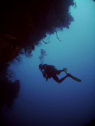 Wall to Wall diving in the Bay Islands. This photo was ta... by Steven Anderson 